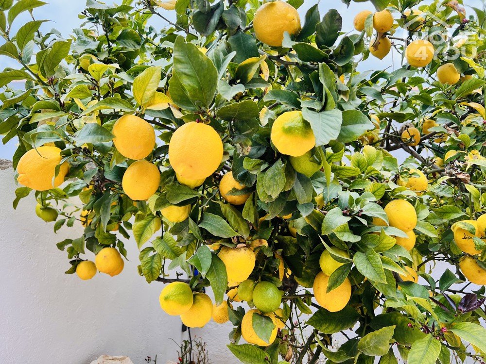 Zitronenbaum Garten