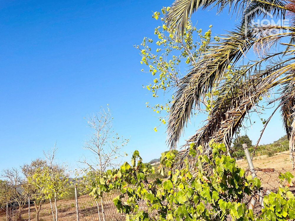 Mediterraner Garten 2