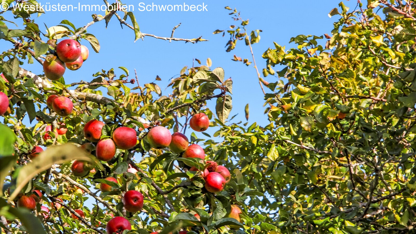 Obstbäume